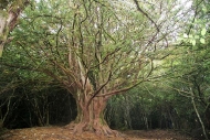 Ruta: Teixedelo (Sanabria)